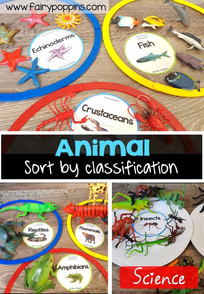 Animal sort and classify labels, mats and worksheet activities ~ Fairy Poppins