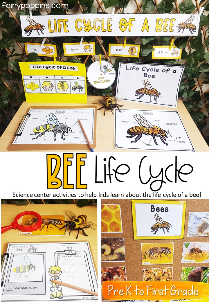 Bee Life Cycle Wheel Spinner Craft And Activity - Honey Bee Life Cycle –  Non-Toy Gifts