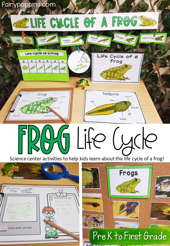 FREE Printable Life Cycle Of A Frog Worksheets Vlr eng br